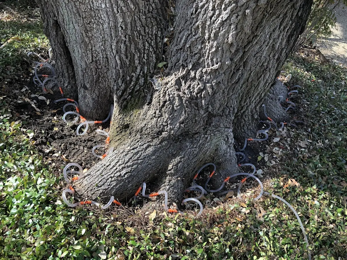 Detailed Tree Cabling and Bracing job site in Cuttyhunk