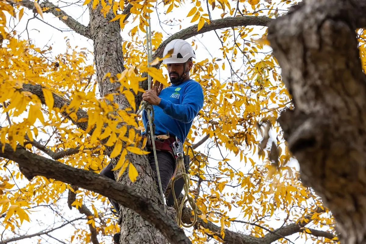 Skilled Storm Damage Cleanup crew working in Cuttyhunk
