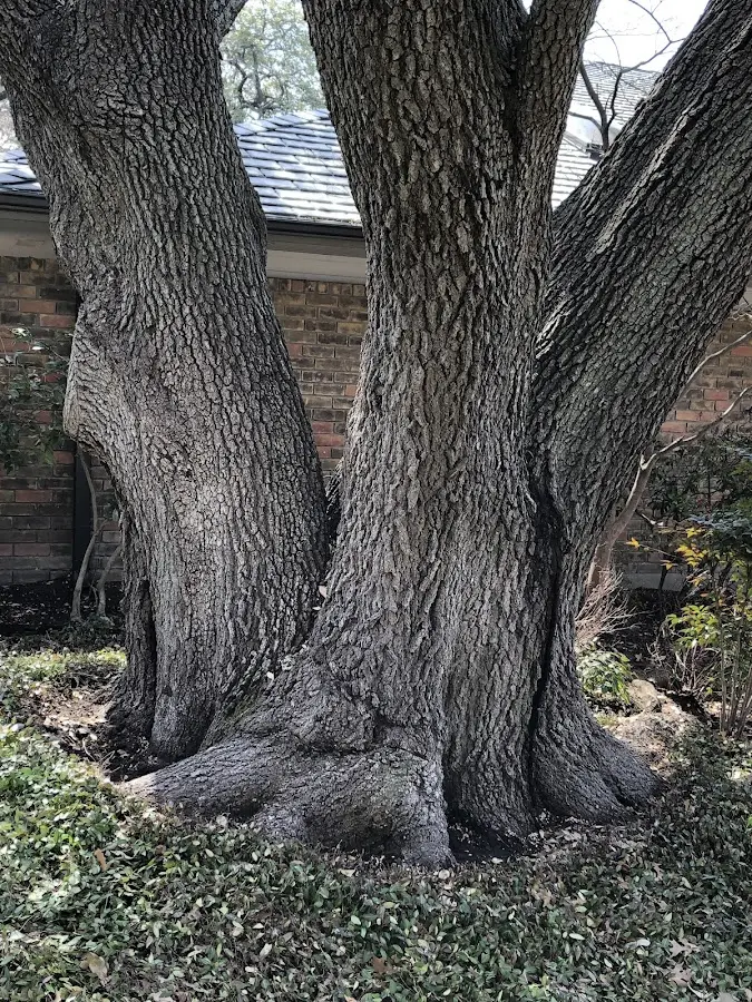 Mature heritage tree close to a Cuttyhunk property cared for by certified arborists